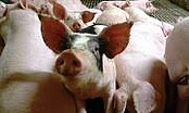 Verpächterinformationen Schweinehaltung
